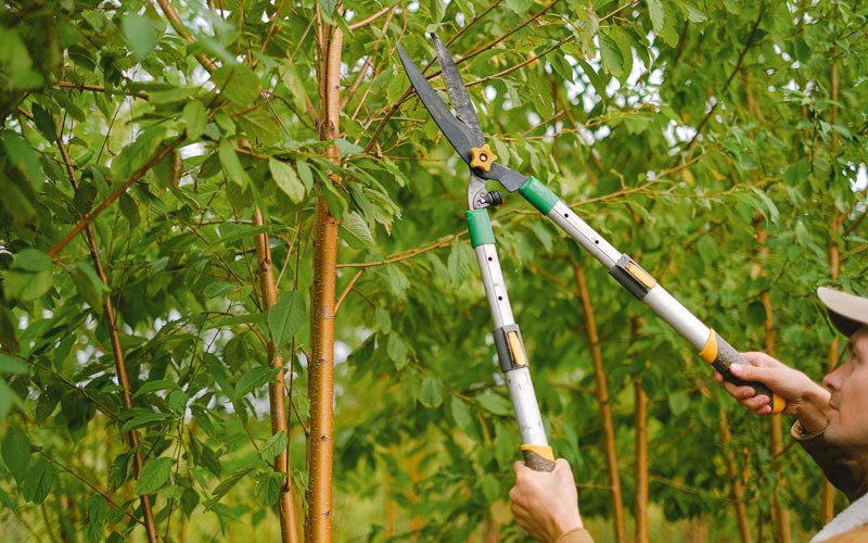 Tree trimming in Iroquois, SD
