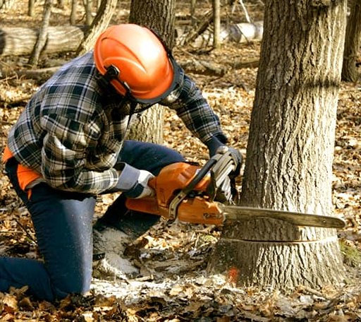 Tree Removal in Iroquois, SD